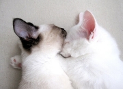 开云体育官方网站-雷霆新王登基！班凯罗压制级发挥率队击落火箭