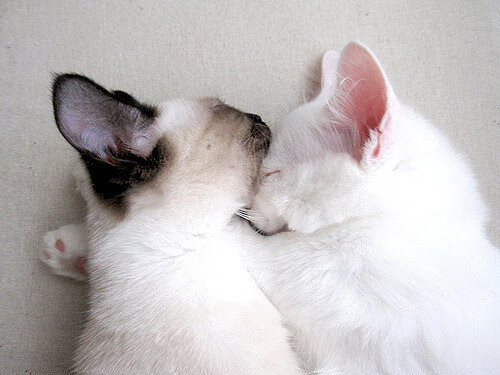 雷霆新王登基！班凯罗压制级发挥率队击落火箭